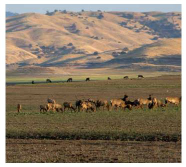 tule elk dwr