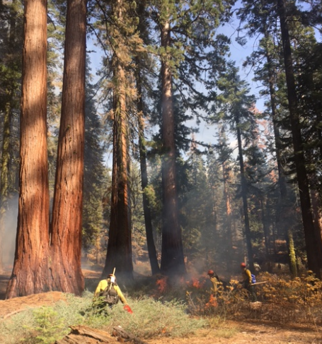 yosemite mariposa grove prescribed fire october 23 2016 nps credit