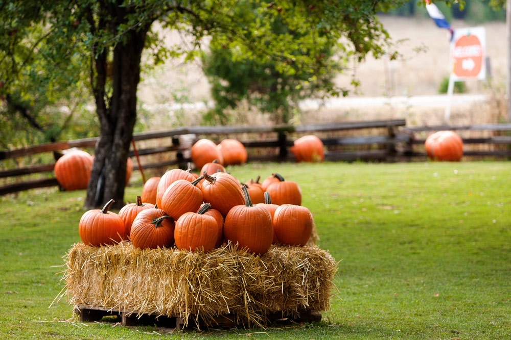 2016 pumpkins