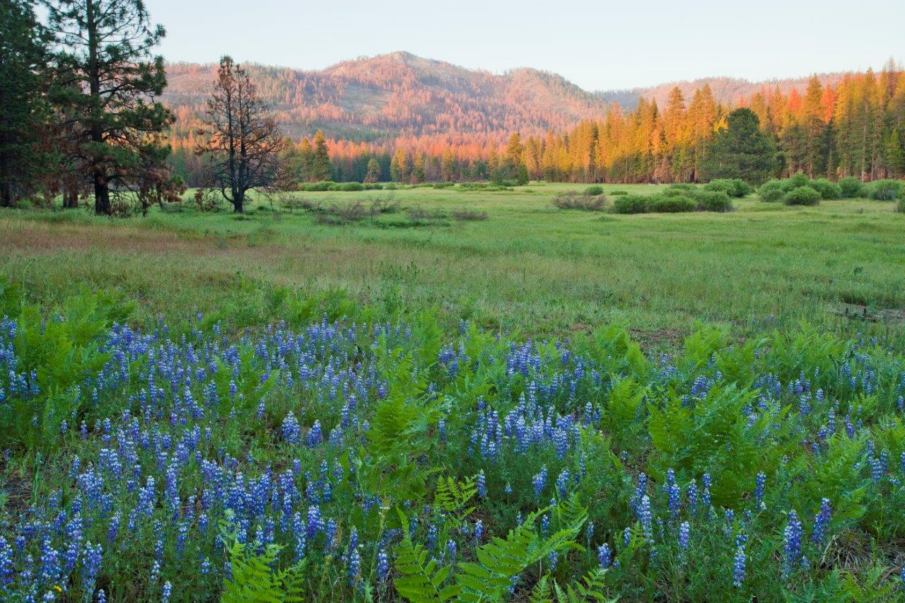 ackerson meadow yosemite 1 credit nps