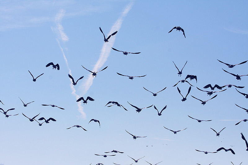 canadian geese linda gast sierra sun times