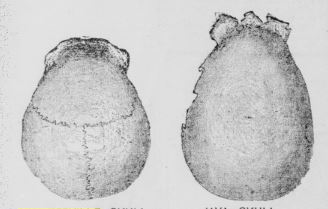 coulterville skull and java skull san francisco call january8 1898