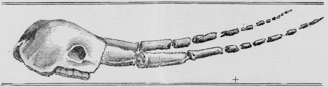 skull and tusks of mammoth found with human remains near coulterville san francisco call january8 1898