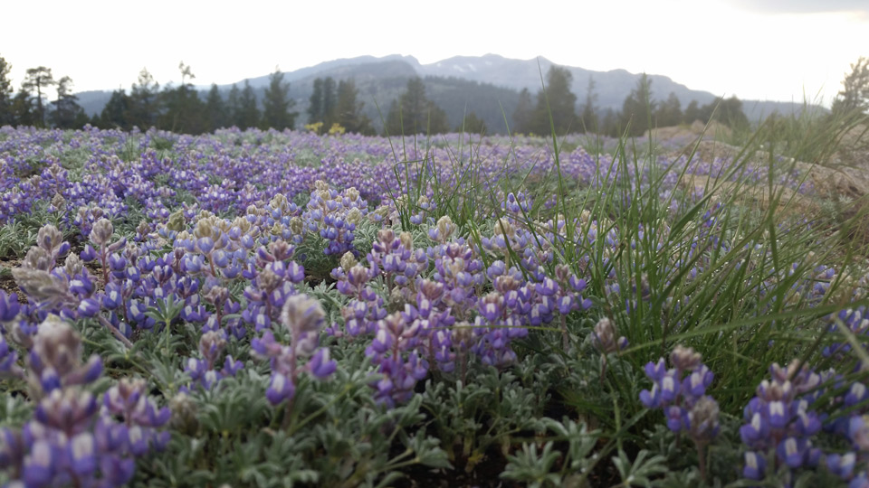 sierra national forest credit
