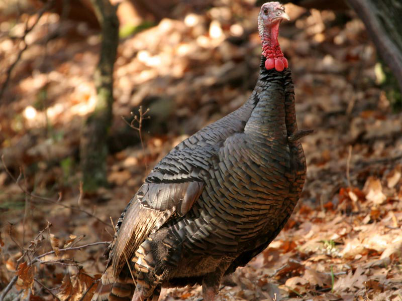 wild turkey in mariposa county by linda gast