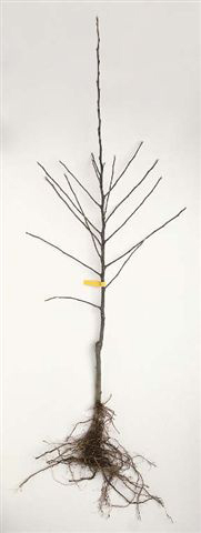 Bare Root Master Gardeners