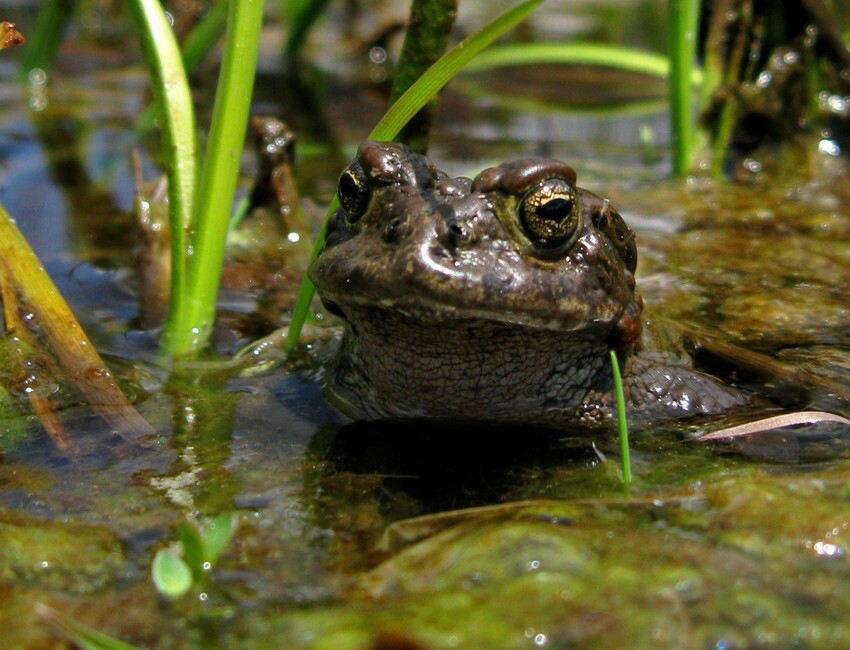 Yosemite toad 2 Lucas WilkinsonUS Forest Service FPWC scr