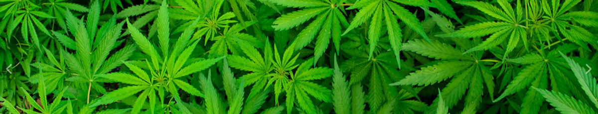 cannabis marijuana credit california cannabis portal