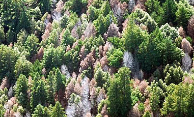 sudden oak death credit usda