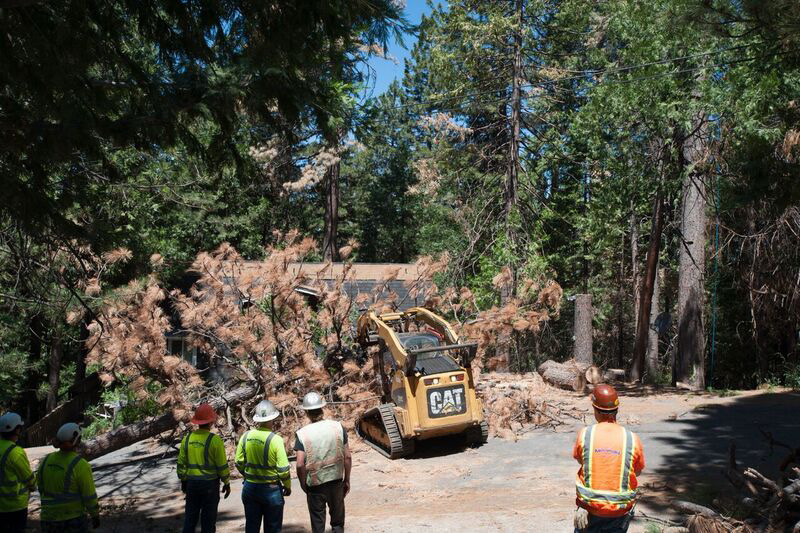 tree mortality caloes