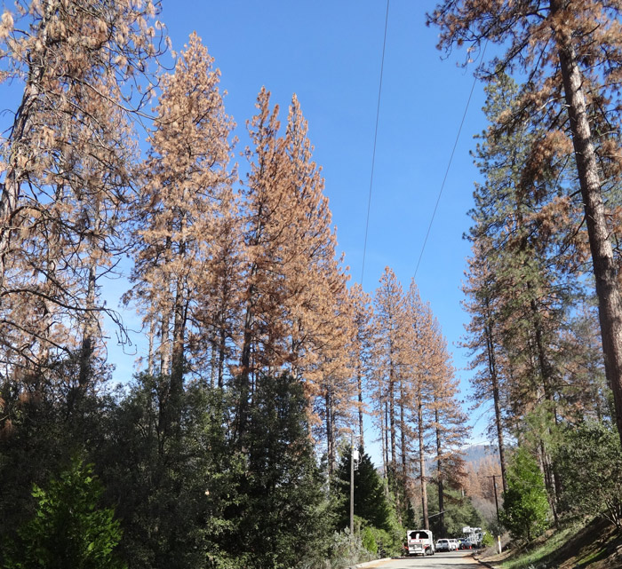 tree mortality in mariposa county credit mcfsc