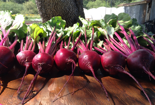 RawRootsBeets 