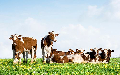 cows credit usda
