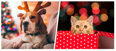 fda pet safety holidays