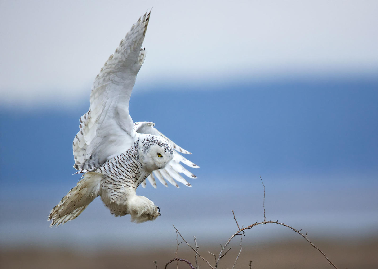 gbbc snowy owl 1775 diane mcallister british columbia 2013 kk 0