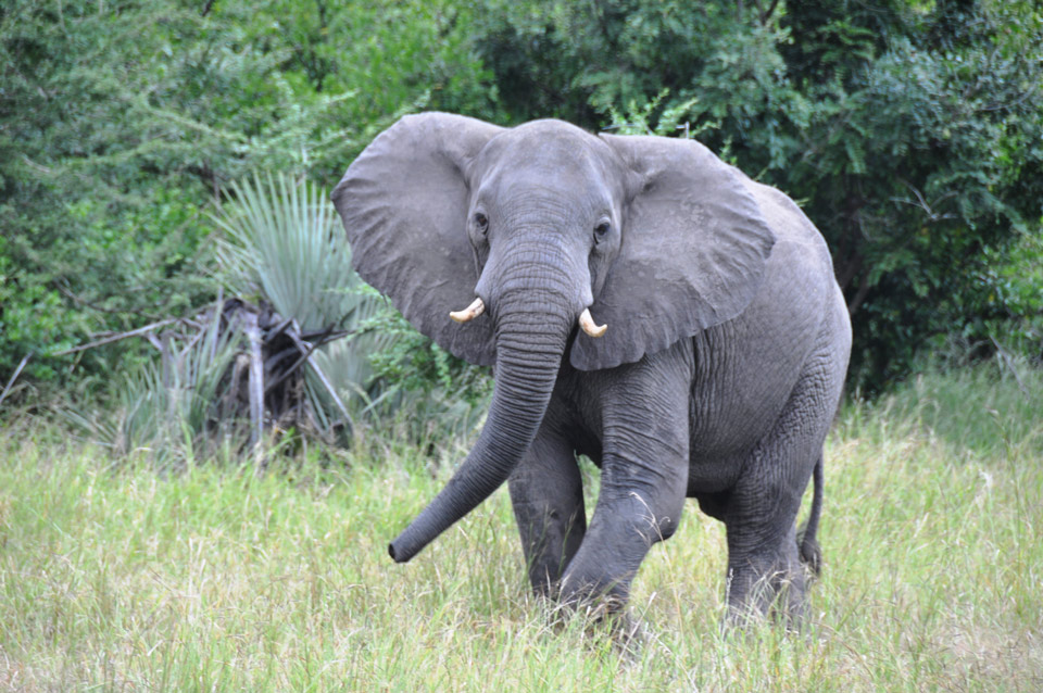 elephant credit us government DSC 0625