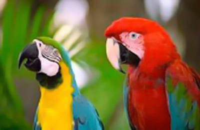 SPCA birds 