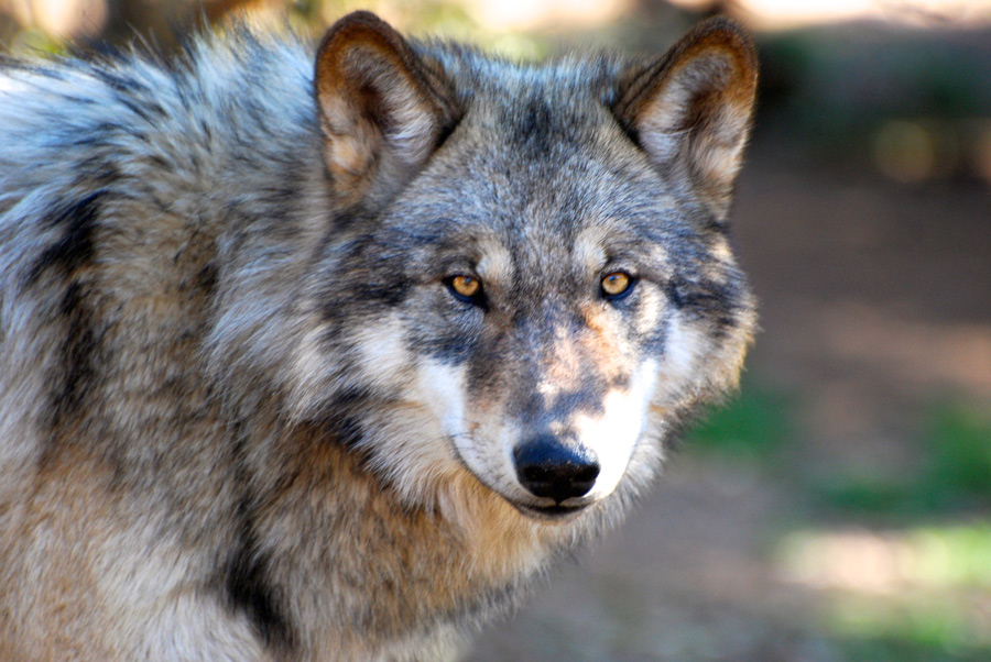 YAAS ca wolf center john gadbois