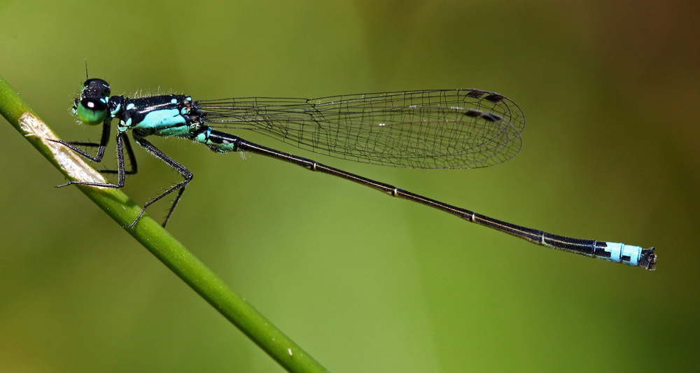 YAAS damsel fly