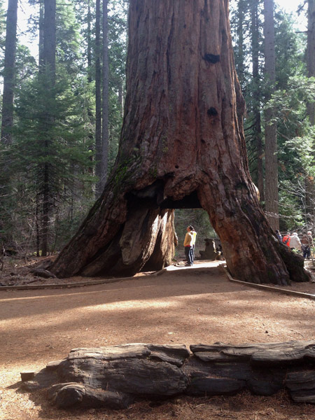 1 Pioneer Tree Calaveras Big Trees SP 20160804