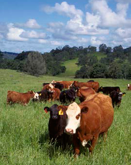 2017BeefSymp PromoPack