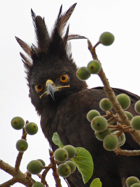 YAAS uganda bird