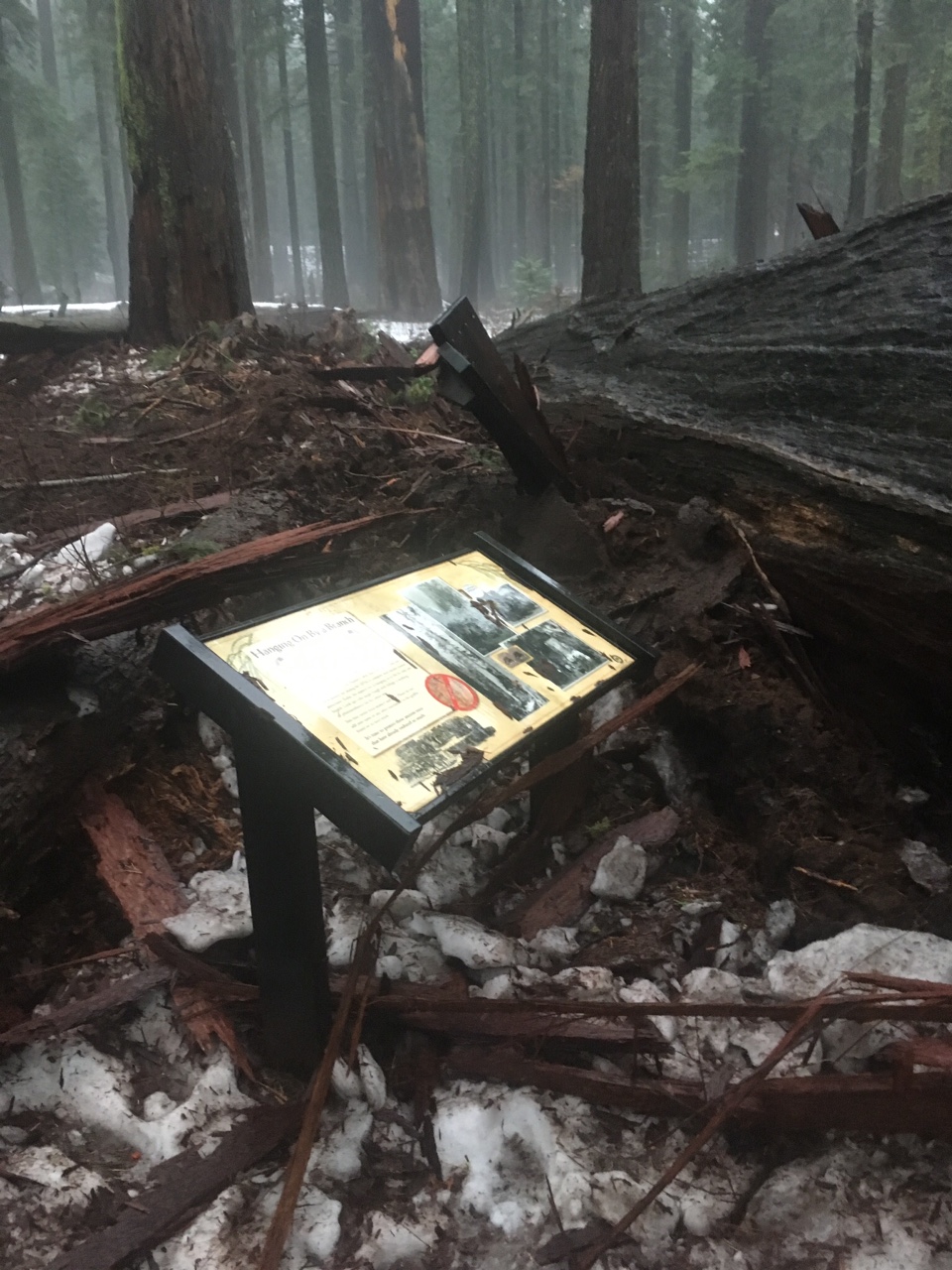 collapsed pioneer cabin tree 20170109 california state parks