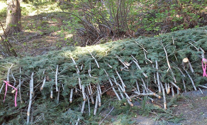 properly stacked chipping pile credit mariposa county fire safe council