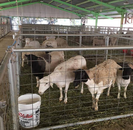 Mariposa SPCA Detwiler Fire 4