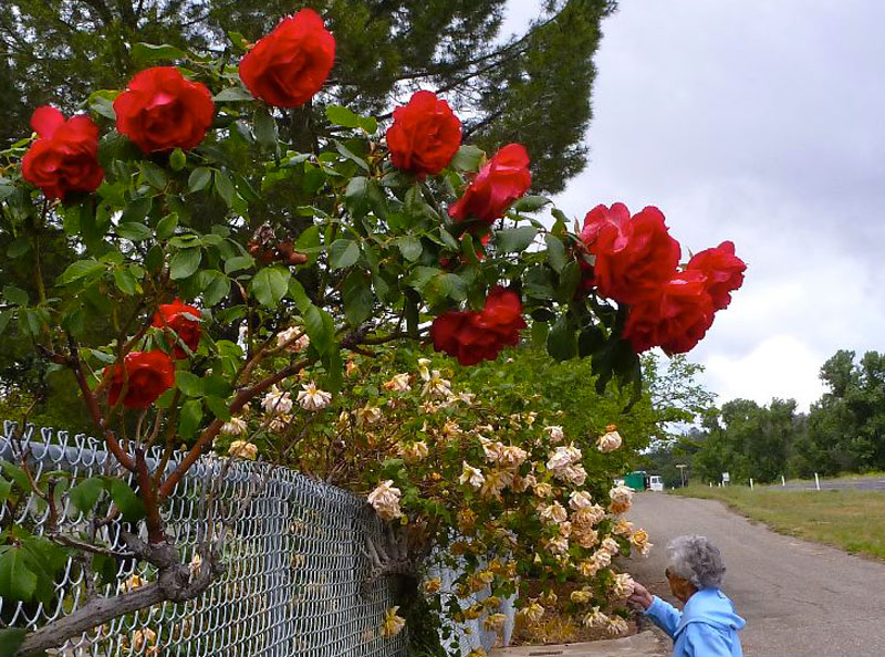 Rose Tour