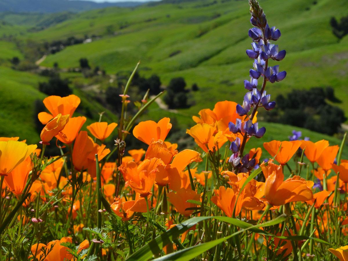 california state parks superbloom