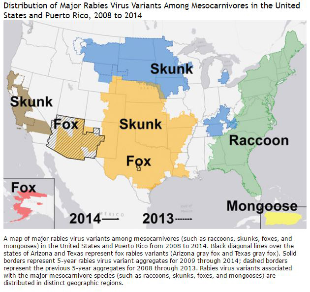 cdc skunk major rabies
