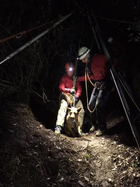 tuolumne county dog rescue 1