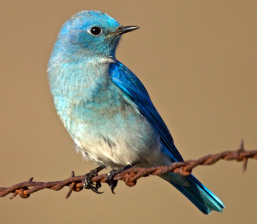 YAAS Bird