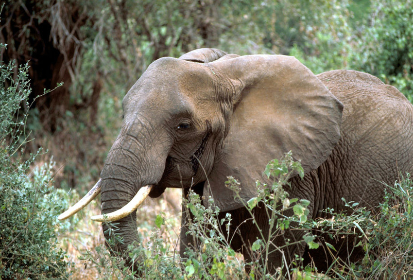 AfricanElephant USFWS