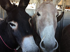 california burros blm