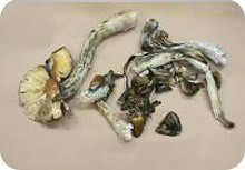 magic mushrooms 1480953249735 source canada government