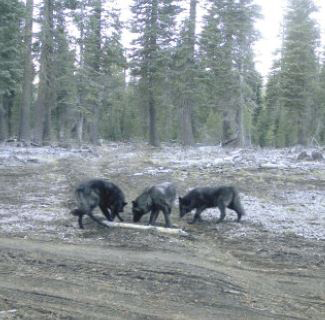 shasta wolf pack