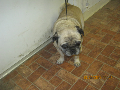 pug mariposa county