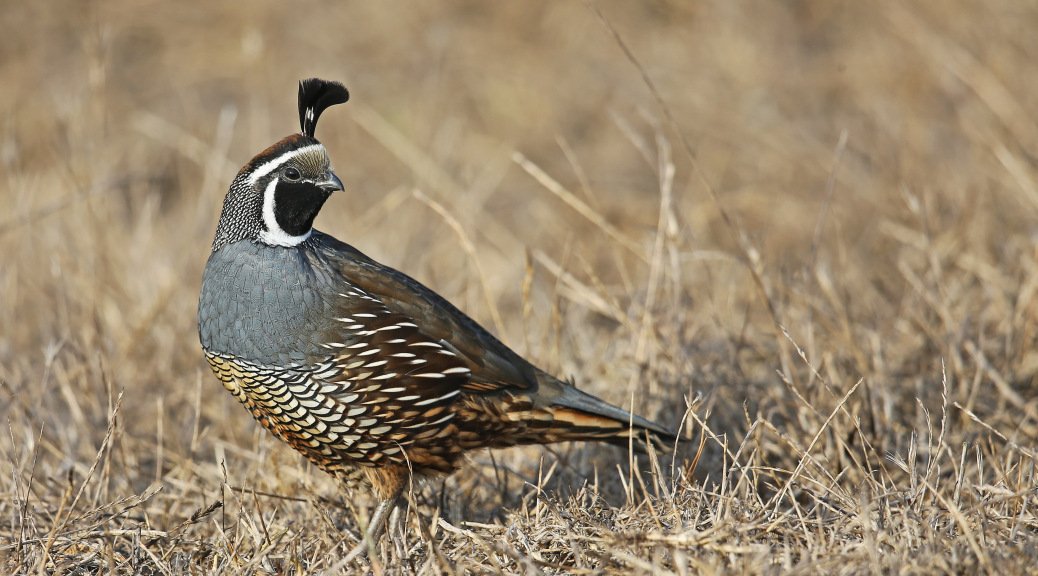 valleyquail1