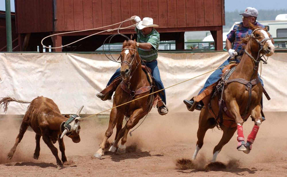 Cattle Roping Debi Turner Thompson Gardening and Flowers