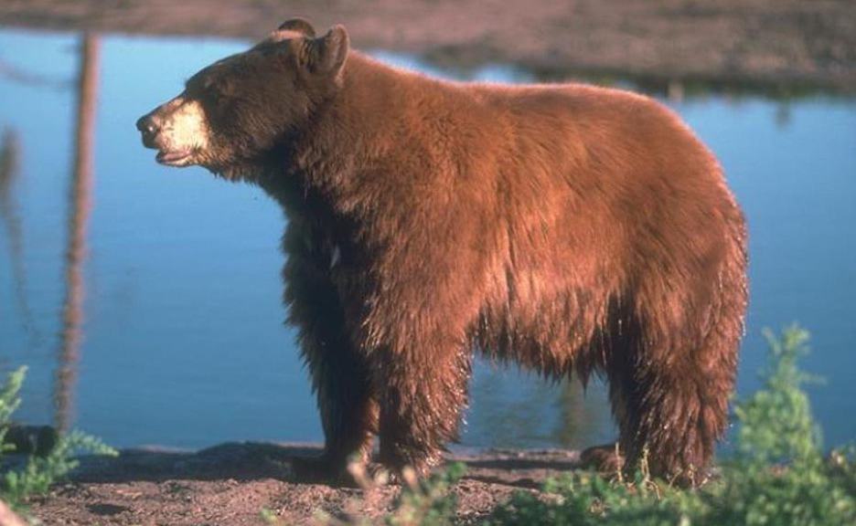 black bear by water