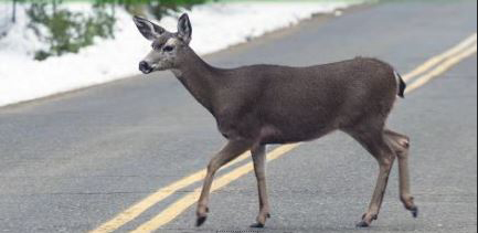 deer caltrans