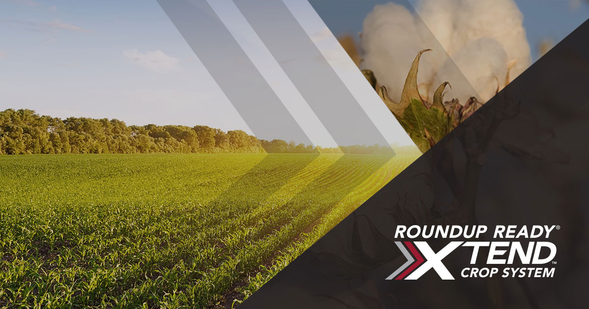 roundup ready xtend