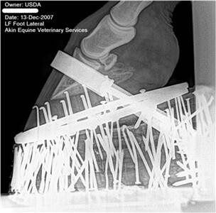 tennessee walker x ray sooring credit usda