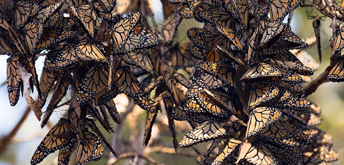 WinteringMonarchs credit usfws lisa hupp