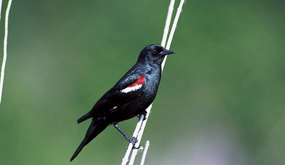 TricoloredBlackbird USFWS FPWC 2 HIGHRES hpr