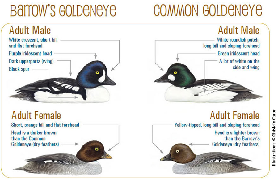YAAS cogo bago comparison