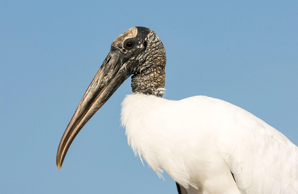 a1 3882 7 wood stork trudy walden kk