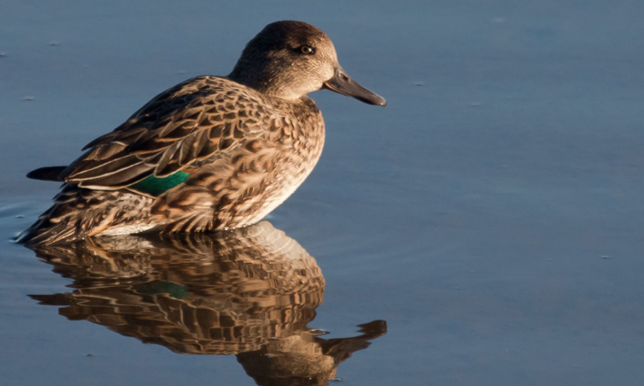 green winged teal usfws photo peter pearsall